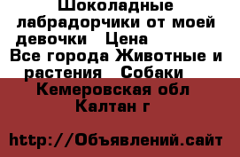 Шоколадные лабрадорчики от моей девочки › Цена ­ 25 000 - Все города Животные и растения » Собаки   . Кемеровская обл.,Калтан г.